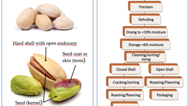 Photo of Pistachio varieties and rootstocks: How to choose the most suitable