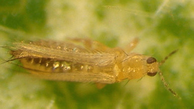 Photo of Plague Thrips: [Detection, Steps to follow and Products to use]