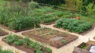 Photo of Plan your Garden. How to organize the garden and start cultivating