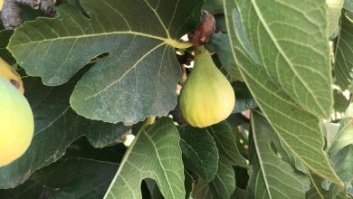 Photo of Plant a Fig Tree: [Cultivation, Care, Irrigation, Substrate and Pests]