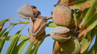 Photo of Plant an Almond Tree Step by Step: [Care, Dates, Irrigation and Pruning]