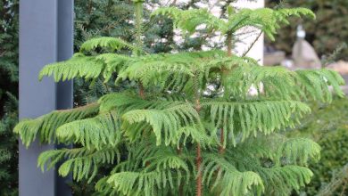 Photo of Plant Araucaria: [Care, Irrigation, Cultivation, Substrate]