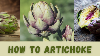 Photo of Plant Artichokes: The Most Efficient Way in [12 Steps]