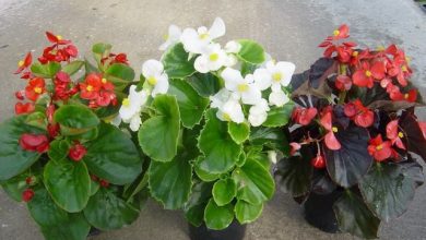 Photo of Plant Begonias in Your Garden: [Step by Step + Care]