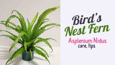 Photo of Plant Bird’s Nest: [Planting, Care, Irrigation and Substrate]