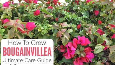 Photo of Plant Bougainvillea or Bugambilia in your Garden: [Complete Guide]