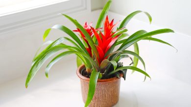 Photo of Plant Bromeliads: [Care, Plantation, Place and Substrate]