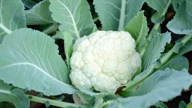 Photo of Plant Cauliflower: [12 Steps] + Complete Guide