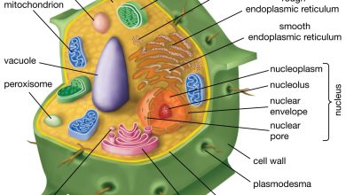 Photo of Plant Cell: [Definition, Characteristics, Types and Importance]
