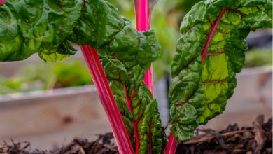Photo of Plant Chard: It was never so easy if you follow these Steps and Tricks