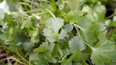 Photo of Plant Cilantro: [Cultivation, Care, Land, Irrigation and Pests]