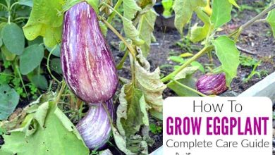 Photo of Plant Eggplants in [12 Steps]: Guide to Harvest Successfully