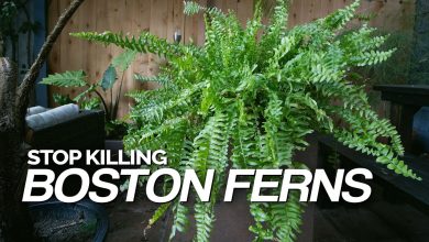 Photo of Plant Ferns: [Cultivation, Irrigation, Care and Problems]
