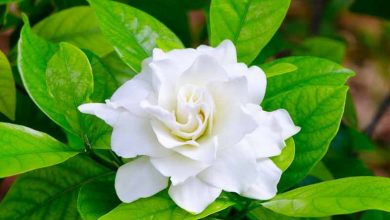 Photo of Plant Gardenias: [Care, Planting, Irrigation, Substrate]