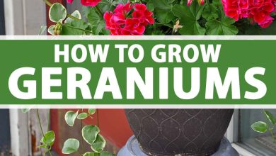 Photo of Plant Geraniums: Complete Step-by-Step Guide for your Garden [+Images]
