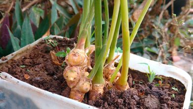 Photo of Plant Ginger in your Garden: [Care, Irrigation and Substrate]