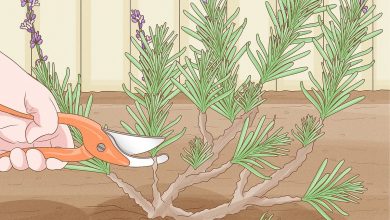 Photo of Plant Lavender in [12 Steps]: When and How to Do It