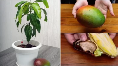 Photo of Plant Mango: The Step-by-Step Guide you need to eat this delicious fruit [12 Steps]