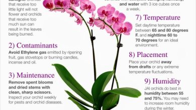 Photo of Plant Orchids in Your Garden: [8 Steps + Images]
