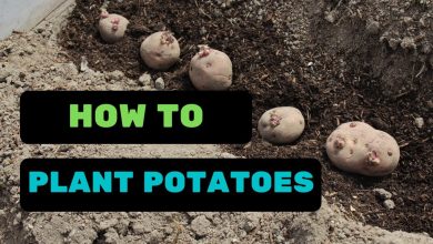 Photo of Plant Potatoes: The Complete Guide to do it [Step by Step]