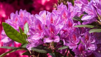 Photo of Plant Rhododendron in your Garden: [Complete Guide + Important Points]