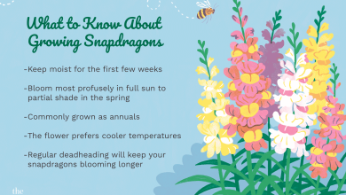 Photo of Plant Snapdragon in your Garden: [Guide + Steps to Follow]