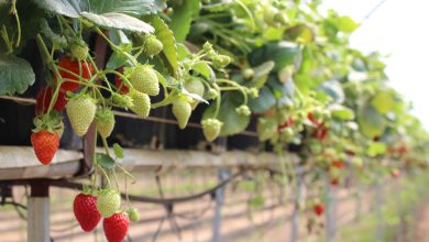 Photo of Plant Strawberries: [Cultivation, Care, Irrigation, Substrate and Pests]