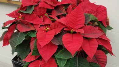 Photo of Plant The Poinsettia in Your Garden: [Complete Step-by-Step Guide]
