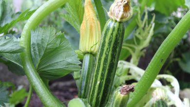Photo of Plant Zucchini: Complete Guide [Images + Step by Step]