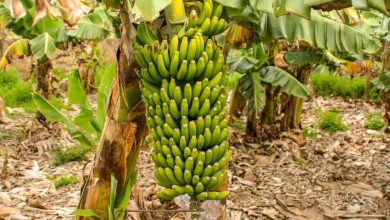 Photo of Planting a Banana: Complete Guide [Answer to All Your Questions]
