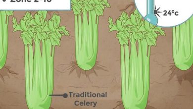 Photo of Planting Celery: Cultivation, Harvest, Irrigation [16 Steps + Images]