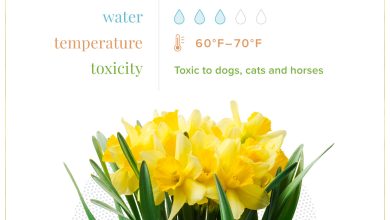 Photo of Planting Daffodils Was Never So Easy: [Care and Planting Guide]