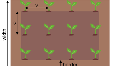 Photo of Planting distances. What distance to leave between the plants in the garden