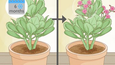 Photo of Planting Kalanchoe in your Garden: All the Answers