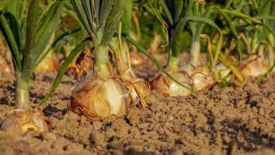 Photo of Planting Onions in the Garden: [Cultivation, Care, Irrigation, Land and Pests]