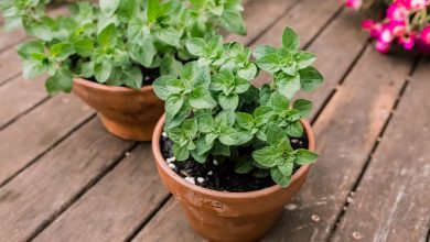 Photo of Planting Oregano has never been so easy: In this article we show you how to do it