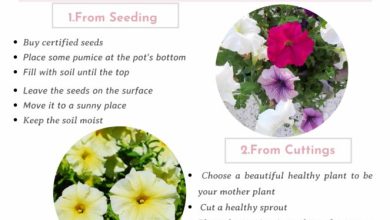 Photo of Planting Petunias in Your Garden: [Guide, Care + Images]