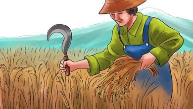 Photo of Planting Rice in [11 Steps and with Photos]: The Guide You Need