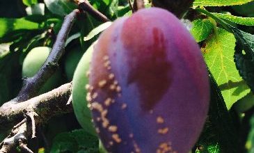 Photo of Plum Diseases: [Types and How to Fight Them]