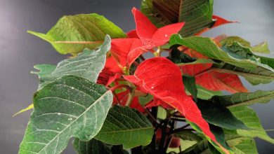 Photo of Poinsettia and red leaves: how to get them