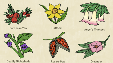 Photo of Poisonous Plants: [The 30 Most Dangerous in the World]
