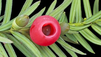 Photo of Poisonous Yew: [Characteristics, Fruit, Intoxication and Uses]