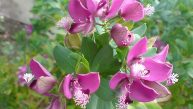 Photo of Polygala Myrtifolia: [Cultivation, Irrigation, Associations, Pests and Diseases]