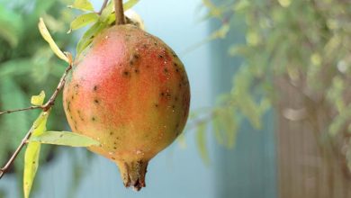 Photo of Pomegranate Pests and Diseases: How to Identify and Treat Them