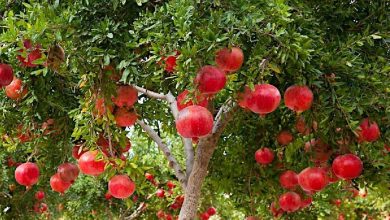 Photo of Pomegranate Tree: [Cultivation, Care, Irrigation, Substrate, Pests and Diseases]