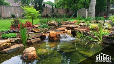Photo of Ponds in the Garden: [Advantages, Construction and Decoration]