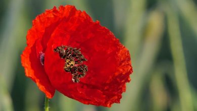 Photo of Poppy: [Characteristics, Cultivation, Irrigation and Care]