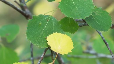 Photo of Populus Tremula: [Cultivation, Care, Pests and Diseases]