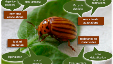Photo of Potato Beetle: [Characteristics, Detection, Effects and Treatment]