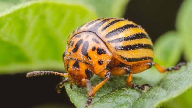 Photo of Potato Beetle: [Identification, Elimination and Prevention]